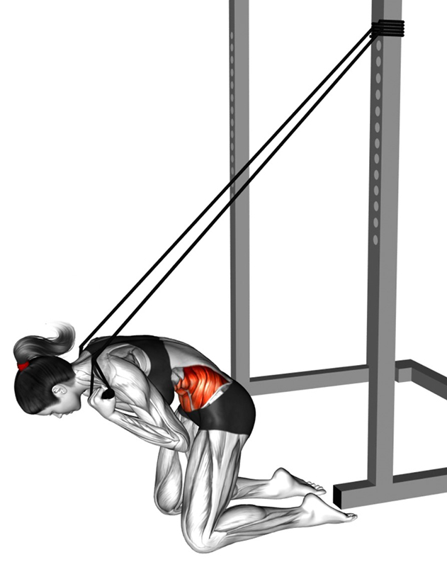 Flexion du buste à genoux avec élastique de gym : travail des muscles abdominaux - Fin