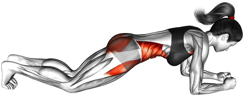 Gainage : la planche — un exercice fondamental pour le renforcement des muscles abdominaux et du tronc - Début