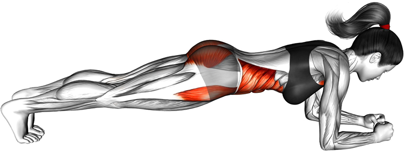 Gainage : la planche — un exercice fondamental pour le renforcement des muscles abdominaux et du tronc - Fin