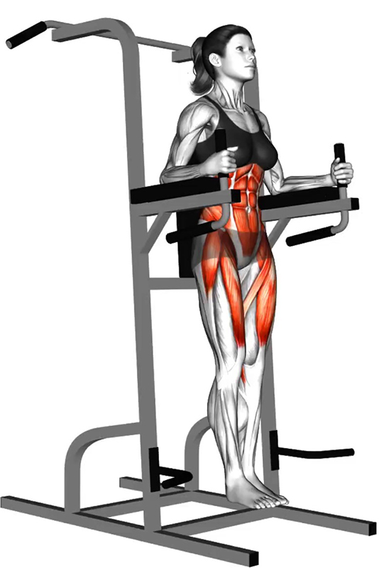 Relevés de jambes sur la Dips Machine : un exercice essentiel pour le renforcement des muscles abdominaux - Début