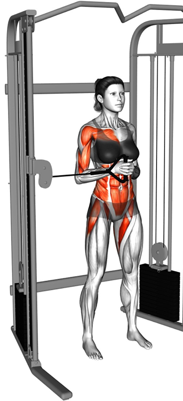 Pallof Press à la poulie basse : un exercice fondamental pour le gainage et la stabilité - Début