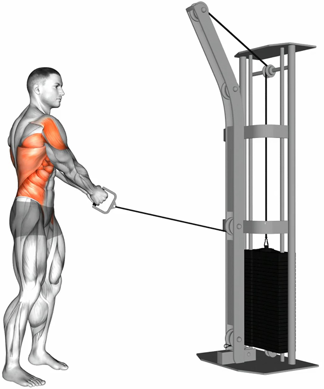 Rotation unilatérale du buste avec élévation des épaules à la poulie basse - Travail des obliques - Début