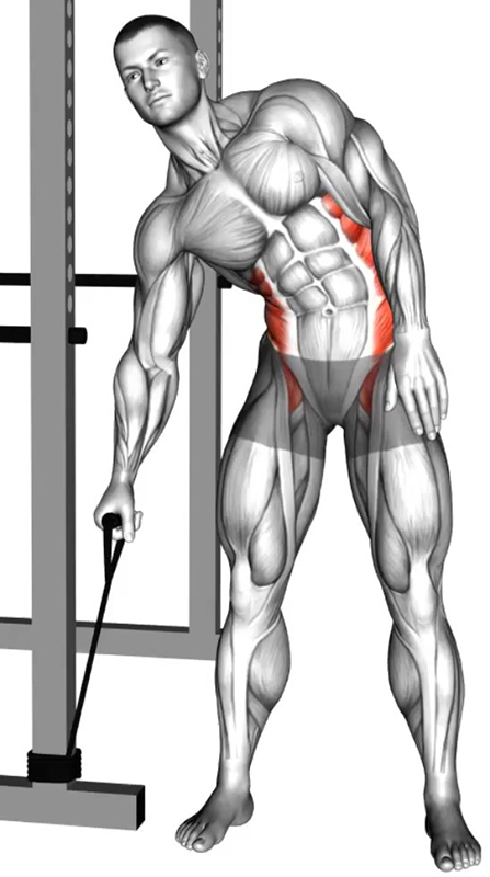 L’inclinaison latérale alternée du buste avec élastique est un exercice analytique et fonctionnel qui vise principalement le renforcement des muscles obliques de l’abdomen. Souvent négligé au profit des exercices de gainage ou des relevés de jambes, ce mouvement joue pourtant un rôle fondamental dans la stabilité du tronc, la mobilité latérale et l’harmonie musculaire de la ceinture abdominale. Adapté aussi bien aux pratiquants débutants qu’avancés, il peut être réalisé avec un élastique ou une poulie basse, selon le matériel disponible.  Exécution du mouvement  Pour exécuter correctement l’inclinaison latérale avec élastique, fixez celui-ci à hauteur du sol. Placez-vous debout, de profil à la fixation, les pieds écartés à la largeur du bassin. Tenez la poignée de l’élastique avec la main du côté opposé à la fixation. L’autre main peut être placée sur la hanche ou le long du corps pour équilibrer la posture.  Gardez le tronc droit, les épaules alignées et les genoux légèrement fléchis pour stabiliser la position. Engagez la sangle abdominale avant de débuter le mouvement.  En expirant, effectuez une inclinaison latérale du buste du côté opposé à la résistance de l’élastique. Le mouvement doit être lent et contrôlé, sans torsion du tronc ni balancement des hanches. Concentrez-vous sur la contraction du grand oblique et du petit oblique du côté opposé à la traction.  Revenez ensuite à la position initiale en inspirant, en maintenant une tension continue sur l’élastique pour maximiser le travail musculaire. Répétez le mouvement avant de changer de côté.  Muscles sollicités  Cet exercice cible principalement les muscles obliques externes et internes, responsables de la flexion latérale et de la rotation du tronc. Les obliques jouent un rôle essentiel dans la stabilisation du bassin et la transmission des forces entre le haut et le bas du corps.  Le droit de l’abdomen et les muscles lombaires interviennent en synergie pour maintenir une posture stable, tandis que les fessiers et les muscles des jambes assurent l’équilibre global du corps durant l’exécution. Cette coordination musculaire fait de l’inclinaison latérale un exercice complet et efficace pour renforcer le centre du corps (core).  Intérêts et bénéfices  L’inclinaison latérale avec élastique présente plusieurs avantages :  Elle permet de tonifier les obliques et de redessiner la taille.  Elle améliore la stabilité latérale du tronc, essentielle pour prévenir les déséquilibres musculaires.  Elle renforce la posture en travaillant la synergie entre les muscles abdominaux et lombaires.  L’élastique offre une résistance progressive, douce pour les articulations mais efficace pour la tonicité musculaire.  Cet exercice peut être intégré à une séance d’abdominaux en fin d’entraînement ou dans un programme de renforcement du core. Pour les pratiquants avancés, il est possible d’augmenter la résistance de l’élastique ou de ralentir le tempo d’exécution pour accroître le temps sous tension.  Conseils techniques  Pour éviter toute erreur :  Ne tirez pas avec le bras : le mouvement doit venir du buste.  Gardez le tronc aligné et le regard droit.  Évitez les amplitudes excessives qui compromettent la stabilité lombaire.  Respirez de manière fluide : inspirez à la descente, expirez à la montée.  Une bonne maîtrise technique garantit un travail efficace des obliques et une amélioration notable du gainage latéral, contribuant à une silhouette plus harmonieuse et à une meilleure protection du dos.  Conclusion  L’inclinaison latérale alternée du buste avec élastique est un exercice précis et accessible qui renforce profondément les obliques et améliore la stabilité du tronc. Grâce à la résistance modulable de l’élastique, il s’adapte à tous les niveaux et permet un travail sûr, efficace et ciblé des muscles abdominaux latéraux - Début