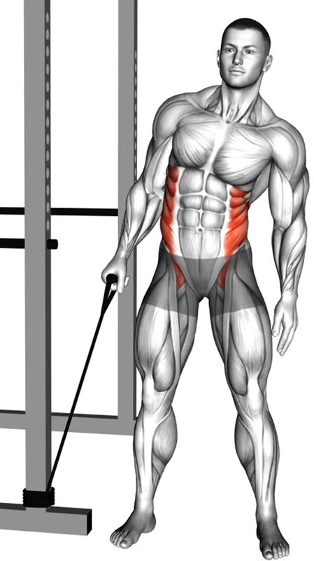 L’inclinaison latérale alternée du buste avec élastique est un exercice analytique et fonctionnel qui vise principalement le renforcement des muscles obliques de l’abdomen. Souvent négligé au profit des exercices de gainage ou des relevés de jambes, ce mouvement joue pourtant un rôle fondamental dans la stabilité du tronc, la mobilité latérale et l’harmonie musculaire de la ceinture abdominale. Adapté aussi bien aux pratiquants débutants qu’avancés, il peut être réalisé avec un élastique ou une poulie basse, selon le matériel disponible.  Exécution du mouvement  Pour exécuter correctement l’inclinaison latérale avec élastique, fixez celui-ci à hauteur du sol. Placez-vous debout, de profil à la fixation, les pieds écartés à la largeur du bassin. Tenez la poignée de l’élastique avec la main du côté opposé à la fixation. L’autre main peut être placée sur la hanche ou le long du corps pour équilibrer la posture.  Gardez le tronc droit, les épaules alignées et les genoux légèrement fléchis pour stabiliser la position. Engagez la sangle abdominale avant de débuter le mouvement.  En expirant, effectuez une inclinaison latérale du buste du côté opposé à la résistance de l’élastique. Le mouvement doit être lent et contrôlé, sans torsion du tronc ni balancement des hanches. Concentrez-vous sur la contraction du grand oblique et du petit oblique du côté opposé à la traction.  Revenez ensuite à la position initiale en inspirant, en maintenant une tension continue sur l’élastique pour maximiser le travail musculaire. Répétez le mouvement avant de changer de côté.  Muscles sollicités  Cet exercice cible principalement les muscles obliques externes et internes, responsables de la flexion latérale et de la rotation du tronc. Les obliques jouent un rôle essentiel dans la stabilisation du bassin et la transmission des forces entre le haut et le bas du corps.  Le droit de l’abdomen et les muscles lombaires interviennent en synergie pour maintenir une posture stable, tandis que les fessiers et les muscles des jambes assurent l’équilibre global du corps durant l’exécution. Cette coordination musculaire fait de l’inclinaison latérale un exercice complet et efficace pour renforcer le centre du corps (core).  Intérêts et bénéfices  L’inclinaison latérale avec élastique présente plusieurs avantages :  Elle permet de tonifier les obliques et de redessiner la taille.  Elle améliore la stabilité latérale du tronc, essentielle pour prévenir les déséquilibres musculaires.  Elle renforce la posture en travaillant la synergie entre les muscles abdominaux et lombaires.  L’élastique offre une résistance progressive, douce pour les articulations mais efficace pour la tonicité musculaire.  Cet exercice peut être intégré à une séance d’abdominaux en fin d’entraînement ou dans un programme de renforcement du core. Pour les pratiquants avancés, il est possible d’augmenter la résistance de l’élastique ou de ralentir le tempo d’exécution pour accroître le temps sous tension.  Conseils techniques  Pour éviter toute erreur :  Ne tirez pas avec le bras : le mouvement doit venir du buste.  Gardez le tronc aligné et le regard droit.  Évitez les amplitudes excessives qui compromettent la stabilité lombaire.  Respirez de manière fluide : inspirez à la descente, expirez à la montée.  Une bonne maîtrise technique garantit un travail efficace des obliques et une amélioration notable du gainage latéral, contribuant à une silhouette plus harmonieuse et à une meilleure protection du dos.  Conclusion  L’inclinaison latérale alternée du buste avec élastique est un exercice précis et accessible qui renforce profondément les obliques et améliore la stabilité du tronc. Grâce à la résistance modulable de l’élastique, il s’adapte à tous les niveaux et permet un travail sûr, efficace et ciblé des muscles abdominaux latéraux - Fin