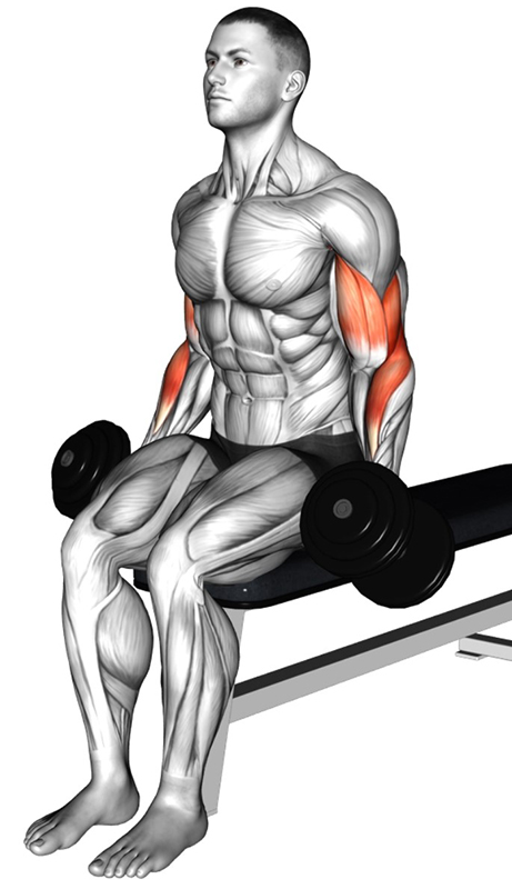 Flexion des bras alternée avec haltères – Travail ciblé des biceps - Début