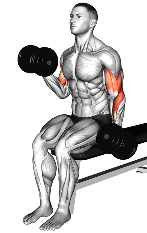 Flexion des bras alternée avec haltères – Travail ciblé des biceps - Fin