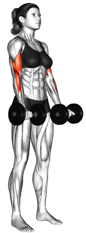 Flexion des deux bras simultanément avec haltères : un exercice clé pour les biceps - Début