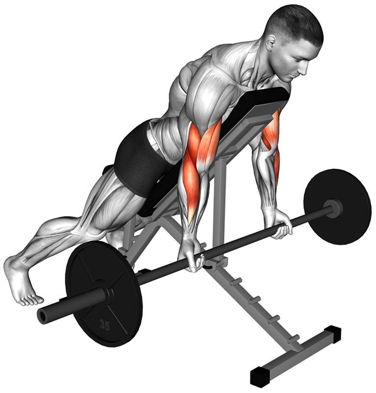 Flexion des bras avec barre droite sur banc incliné debout : travail des biceps - Début