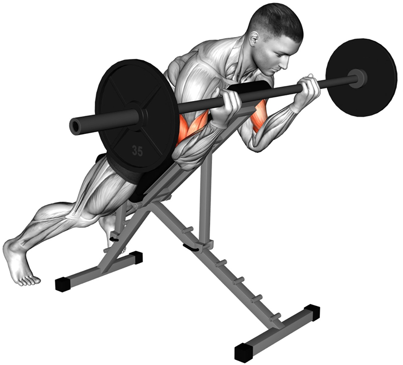 Flexion des bras avec barre droite sur banc incliné debout : travail des biceps - Fin