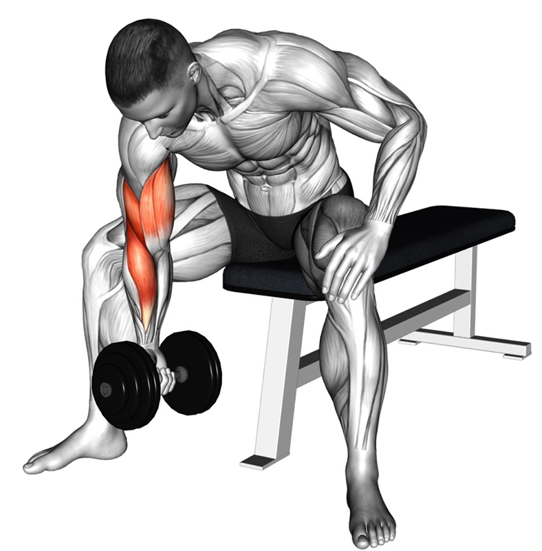 Curls concentré alterné avec haltère : travail des muscles biceps - Début