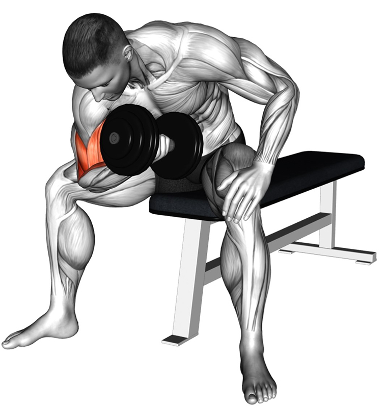 Curls concentré alterné avec haltère : travail des muscles biceps - Fin