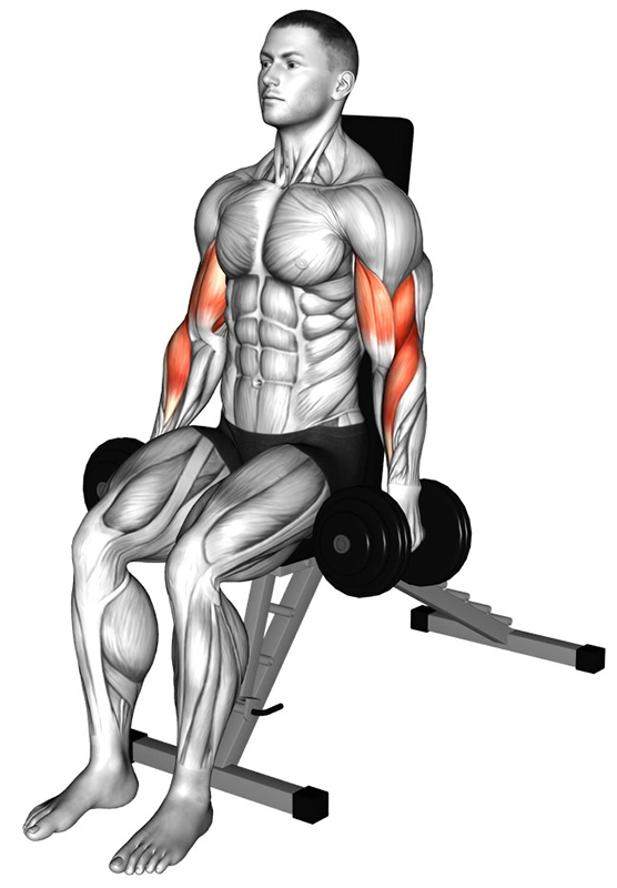 Flexion des bras en prise marteau avec haltère : travail des biceps et des avant-bras - Début