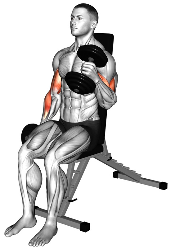 Flexion des bras en prise marteau avec haltère : travail des biceps et des avant-bras - Fin