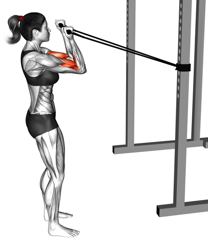 Flexion des bras avec élastique : un exercice complet pour le renforcement des biceps - Fin