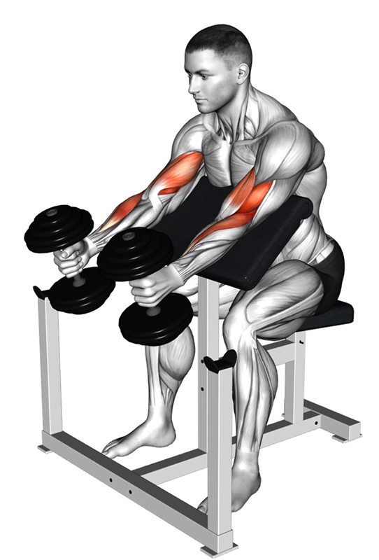Flexion des bras prise marteau sur banc Larry Scott : travail des muscles des biceps - Début