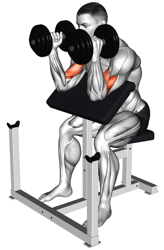 Flexion des bras prise marteau sur banc Larry Scott : travail des muscles des biceps - Fin