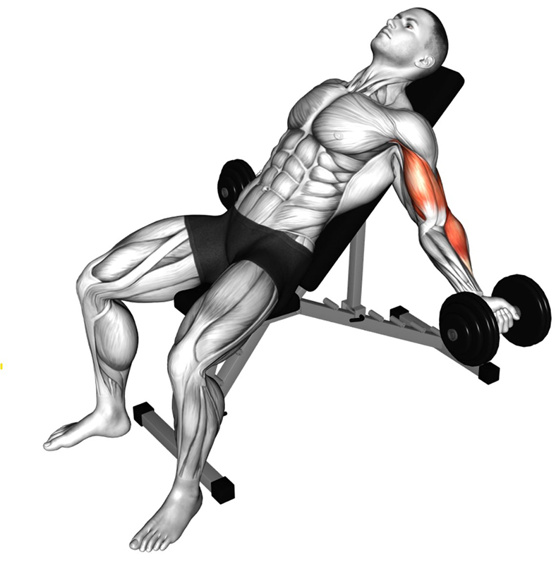 Flexion des bras tendus avec haltères sur banc incliné : un exercice ciblé pour les biceps - Début