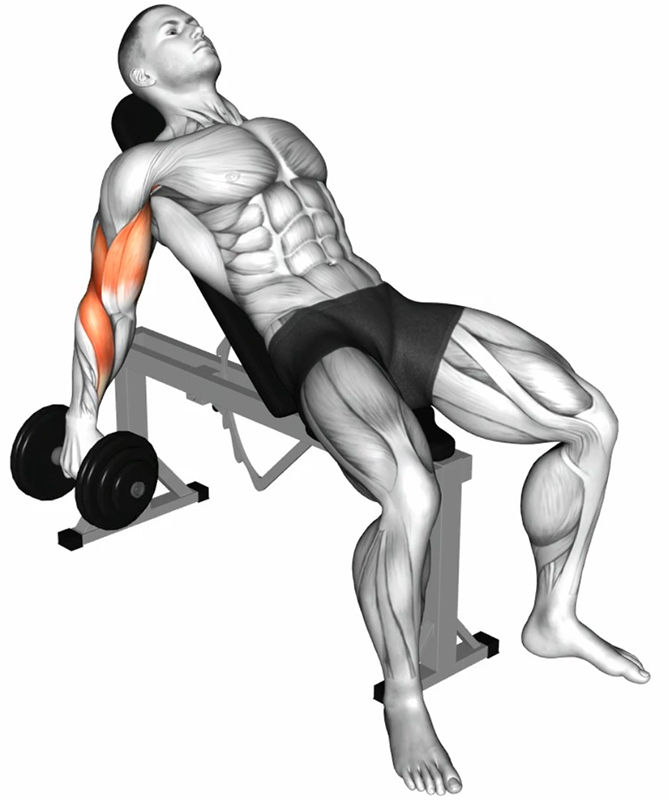 Flexion simultanée des bras avec haltères : travail des biceps et renforcement de la chaîne antérieure du bras - Début