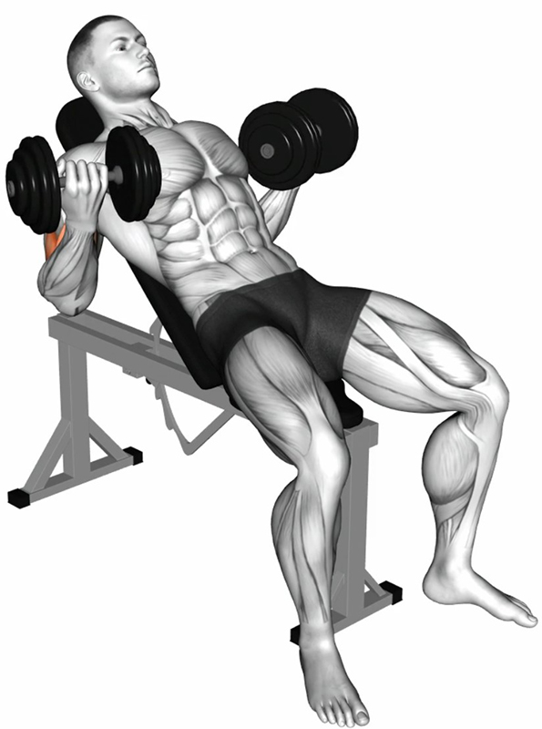 Flexion simultanée des bras avec haltères : travail des biceps et renforcement de la chaîne antérieure du bras - Fin