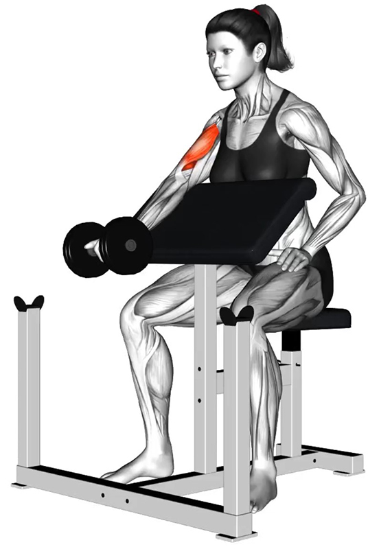Flexion unilatérale du bras sur le banc Larry Scott – Travail des biceps - Début
