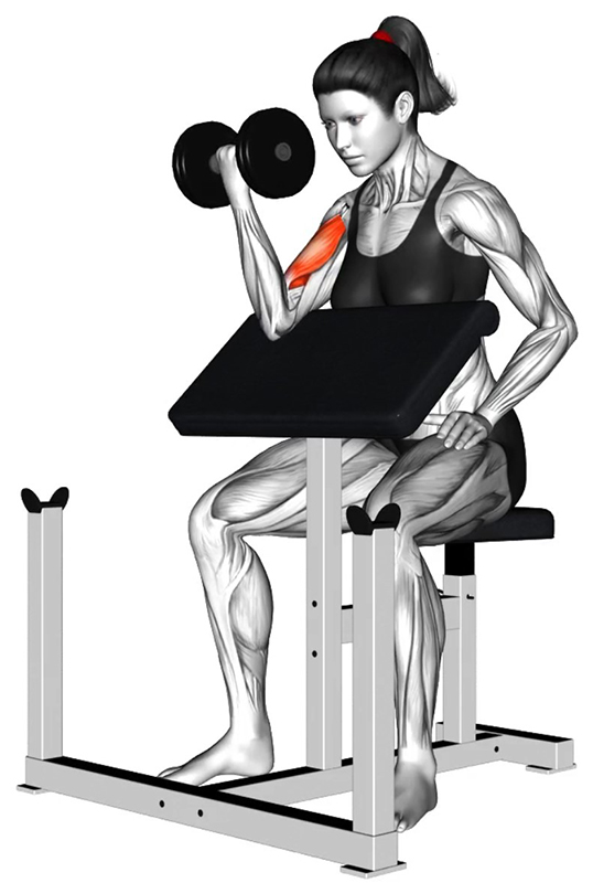 Flexion unilatérale du bras sur le banc Larry Scott – Travail des biceps - Fin