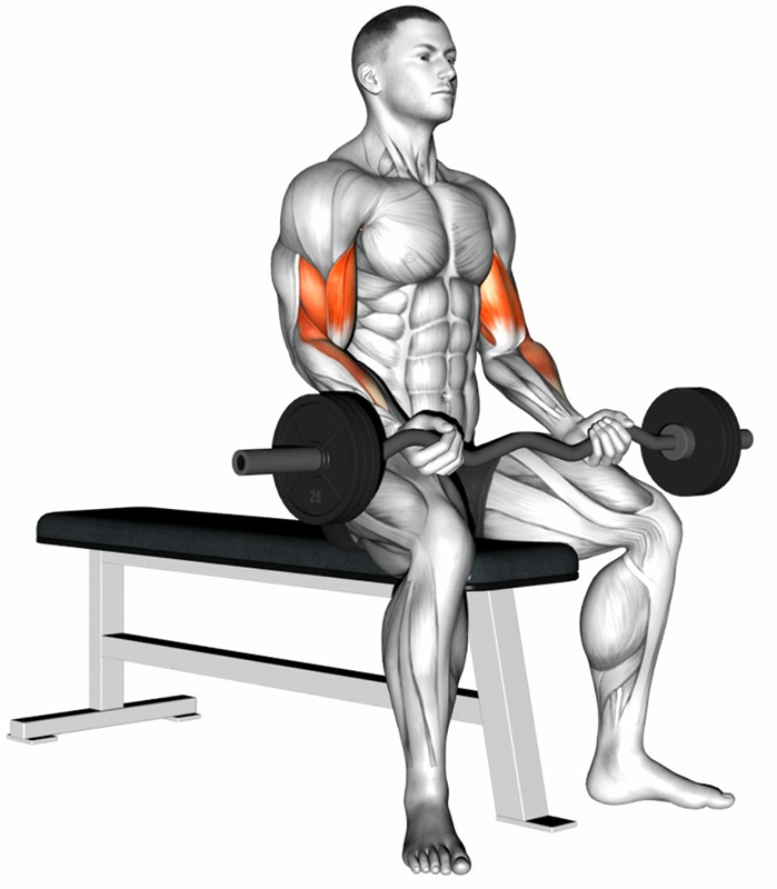 Semi-flexion des bras en position assise avec barre spéciale EZ – Travail des muscles biceps - Début