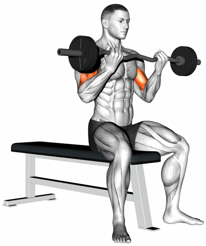 Semi-flexion des bras en position assise avec barre spéciale EZ – Travail des muscles biceps - Fin