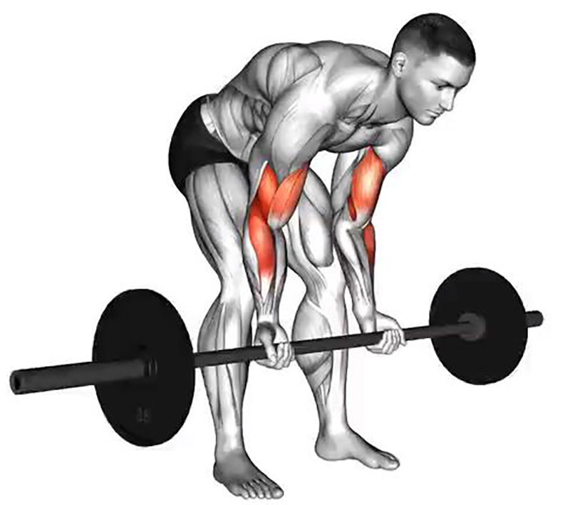 Semi-flexion des bras sur buste plié avec barre droite – Travail des biceps - Début