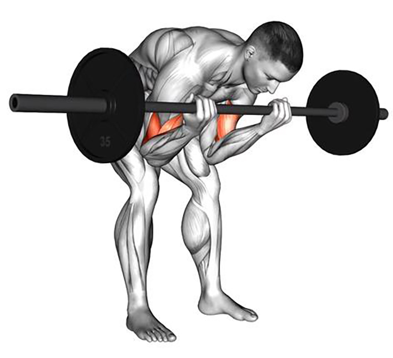 Semi-flexion des bras sur buste plié avec barre droite – Travail des biceps - Fin
