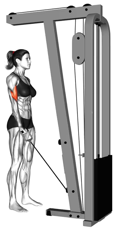 Flexion unilatérale des bras à la poulie basse : un exercice précis pour le travail des biceps - Début