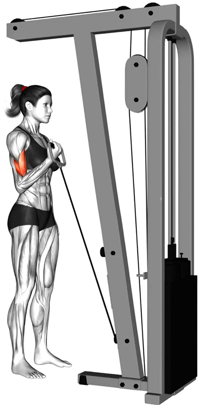 Flexion unilatérale des bras à la poulie basse : un exercice précis pour le travail des biceps - Fin