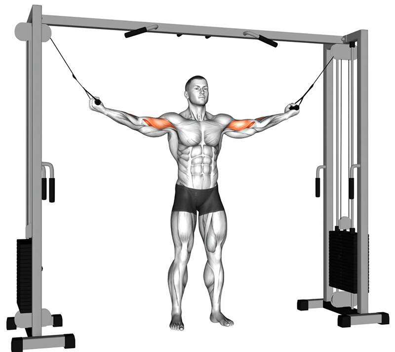 Flexion des bras en croix à la double poulie vis-à-vis – Travail des biceps - Début
