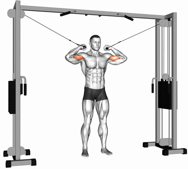 Flexion des bras en croix à la double poulie vis-à-vis – Travail des biceps - Fin