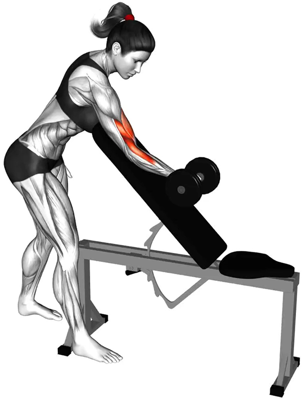 Flexion unilatérale des bras avec haltère sur le dossier d’un banc incliné : isolation et renforcement du biceps brachial - Début