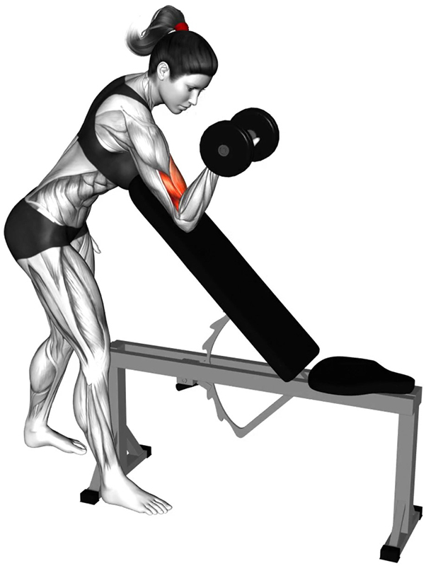 Flexion unilatérale des bras avec haltère sur le dossier d’un banc incliné : isolation et renforcement du biceps brachial - Fin
