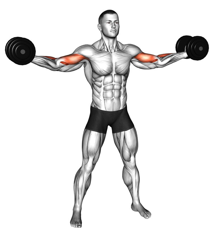 Flexion des bras avec les bras tendus en croix avec haltères – Travail des biceps - Début