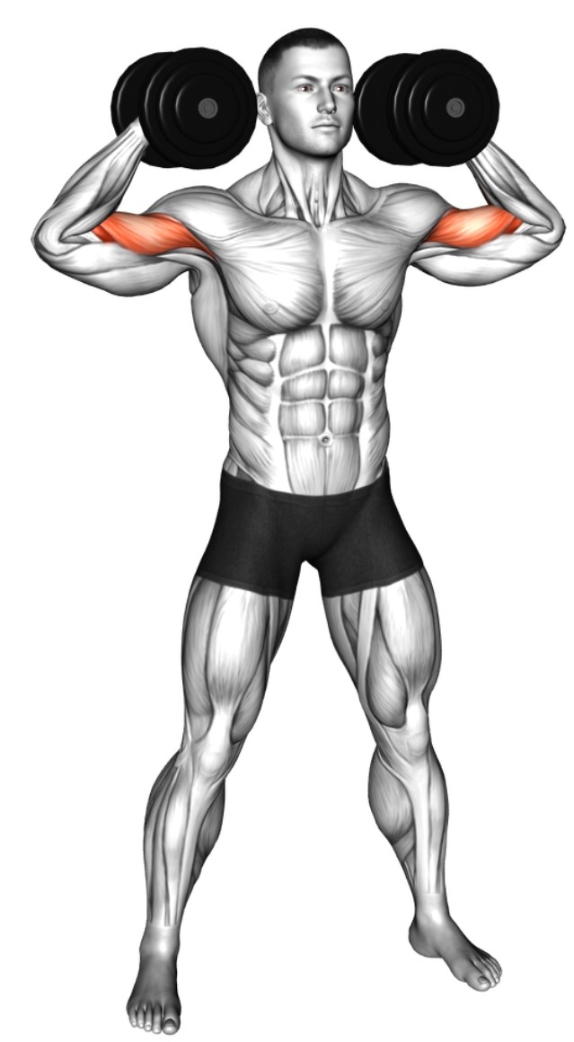 Flexion des bras avec les bras tendus en croix avec haltères – Travail des biceps - Fin