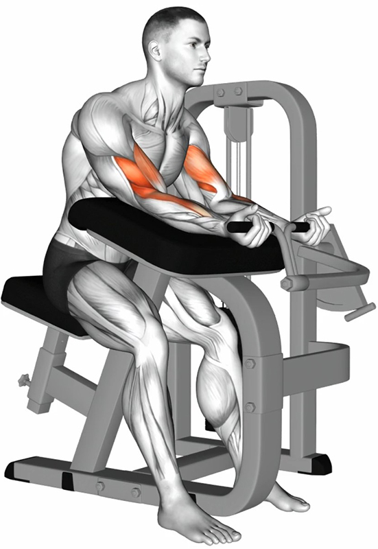 Flexion simultanée des bras à la machine à biceps – Travail des biceps - Début