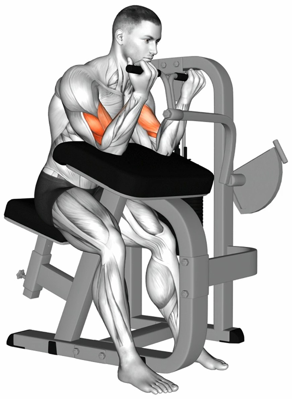 Flexion simultanée des bras à la machine à biceps – Travail des biceps - Fin