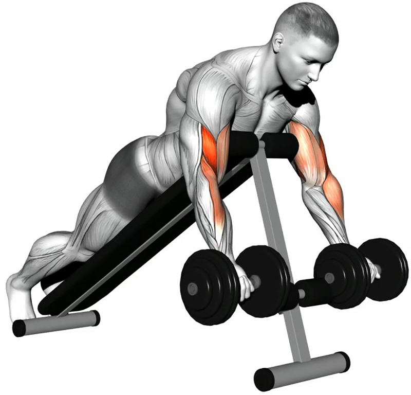 Flexion simultanée des bras sur planche abdos avec haltères – Travail des biceps - Début