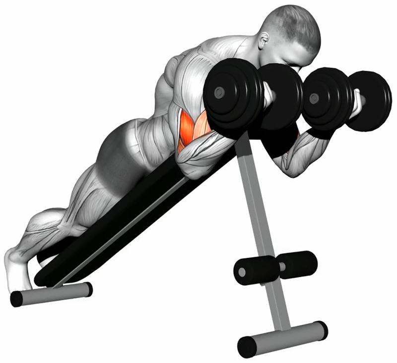 Flexion simultanée des bras sur planche abdos avec haltères – Travail des biceps - Fin