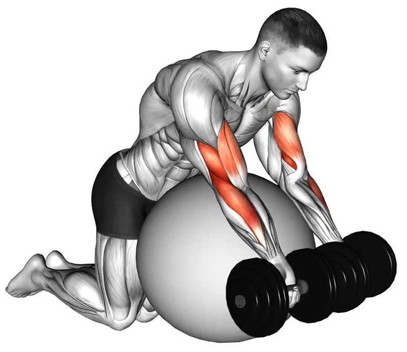 Flexion des bras avec haltères sur ballon de gym : analyse anatomique et fonctionnelle - Début