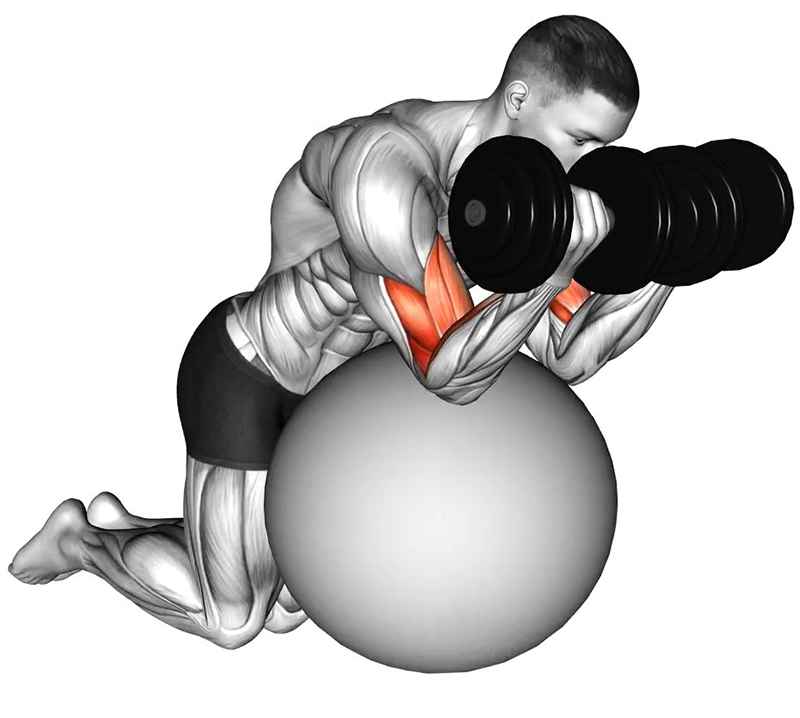 Flexion des bras avec haltères sur ballon de gym : analyse anatomique et fonctionnelle - Fin
