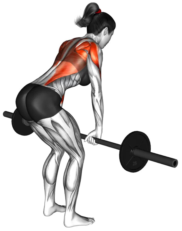 Rowing à la grande barre mains en pronation - Début