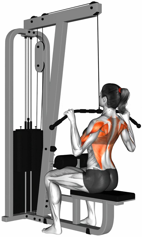 Tirage vertical avant à la lat machine : renforcement des muscles dorsaux - Fin
