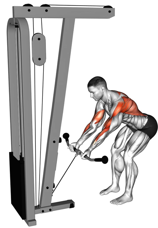Face pull à la poulie basse à la poignée droite : un exercice clé pour le renforcement du dos - Début