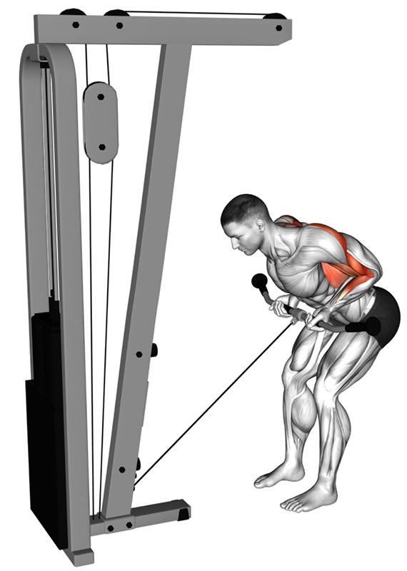 Face pull à la poulie basse à la poignée droite : un exercice clé pour le renforcement du dos - Fin