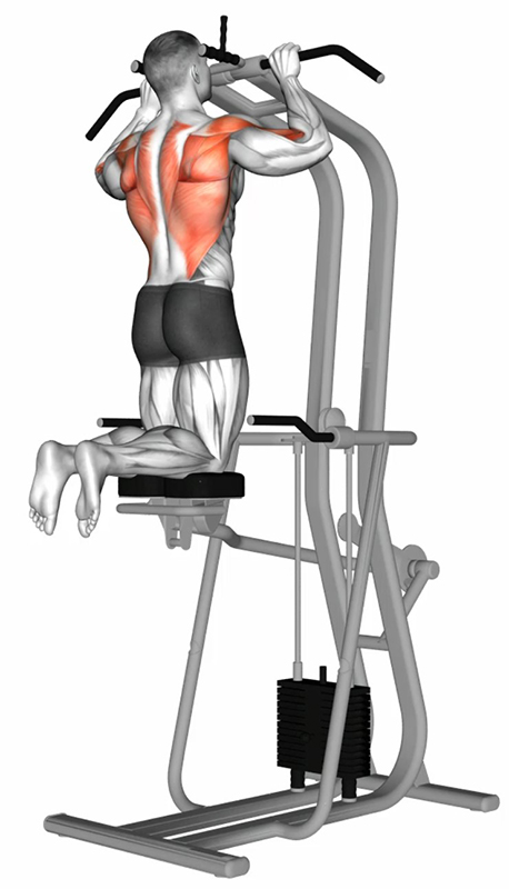 Traction sur machine assistée : travail des muscles du dos - Fin