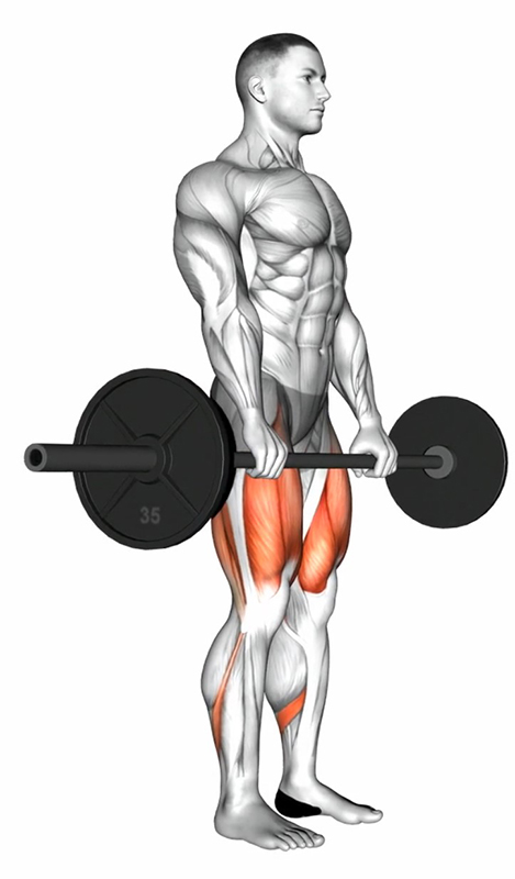 Soulevé de terre avec barre olympique : travail des muscles dorsaux - Début