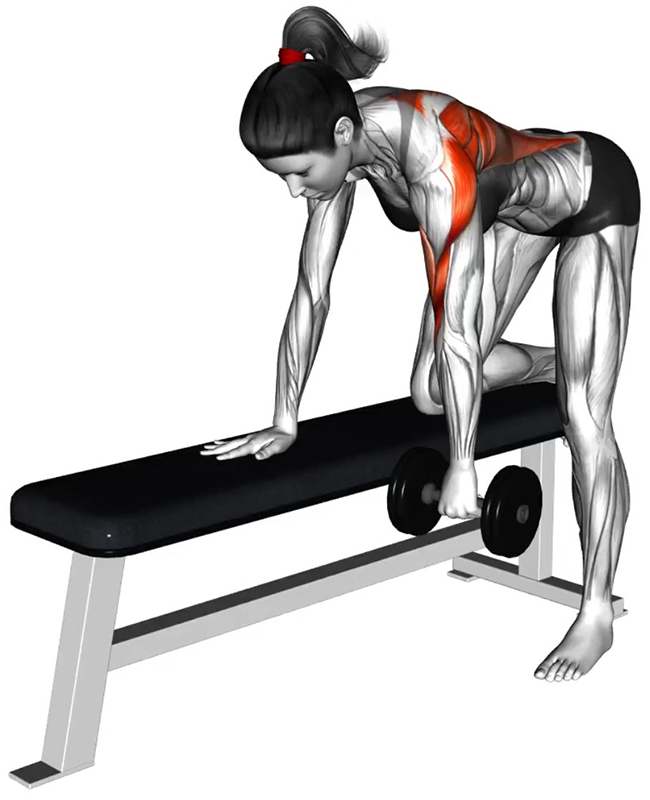 Rowing avec Haltère – Travail des Muscles Dorsaux - Début